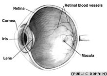  : retina  , iris  , cornea  , lens  . 