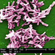   Clostridium difficile ( CDC/Janice Carr).
