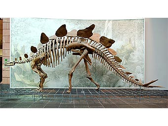    Stegosaurus stenops.         