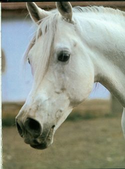 http://www.manwb.ru/pub/Pictures-Articles/Articles761-800/781_arab_2.jpg