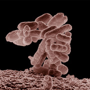 E. coli,      ( Wikimedia Commons).