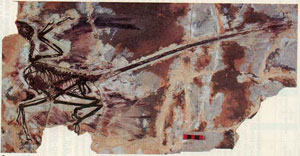   Microraptor gui  125  ,   ,        .     75 ,      1  (   www.geosociety.org)