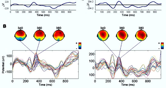     « P300». :        (     «»).  — ,  —     .   :         ( )  340, 360  380   . :   (   Deslandes et al., 2004. Effects of caffeine on visual evoked potential (P300) and neuromotor performance)