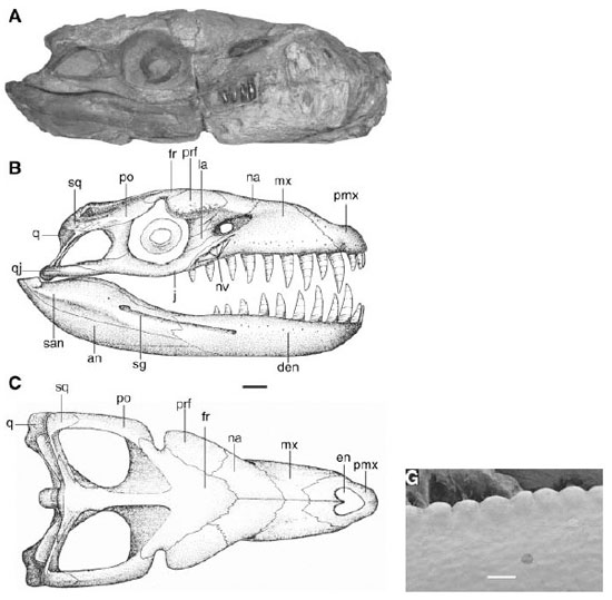  Dakosaurus andiniensis (   5 ).  —    ( 0,5 ). .    Nature