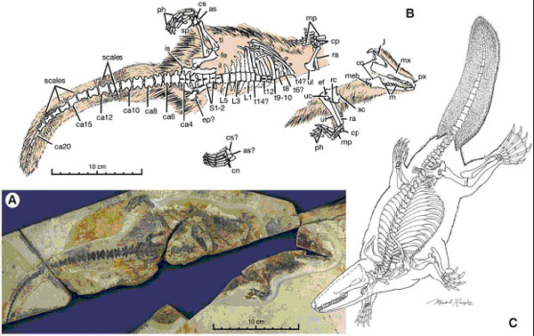           Castorocauda    (   Nature)