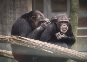                . , ,  ,     (   www.chimpanzoo.org)