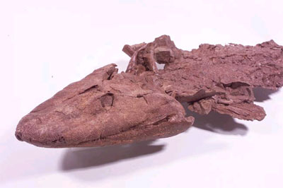     Tiktaalik