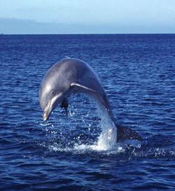 Дельфин. Изображение с сайта: http://www.spawar.navy.mil