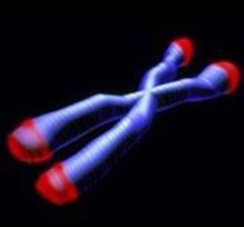 Теломеры располагаются на концах хромосом