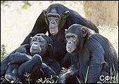 Шимпанзе хранят и чтут культурную традицию