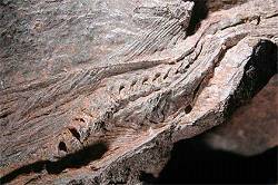 Окаменелые останки беременной самки ихтиозавра