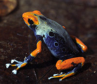 Обнаруженный в регионе Амапа новый вид лягушки рода Dendrobates