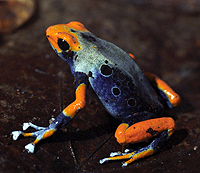         Dendrobates