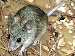 В Европе обнаружено неизвестные науке животное - Кипрская мышь 