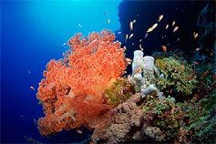 Кораллы доросли до человеческой ДНК