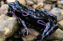            Atelopus