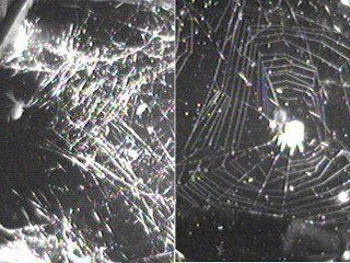 Паутины, сплетенные пауком в невесомости. Слева - до адаптации, справа - после адаптации 