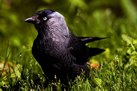  Corvus monedula -      