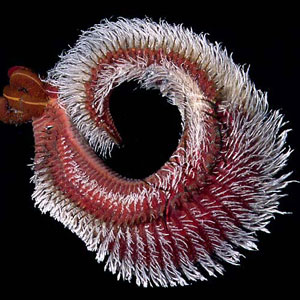 Помпейский червь приспособился суровым условиям с помощью симбиоза с бактериями, которые наподобие меха окутывают его тело – такой защитный слой может достигать 1 см