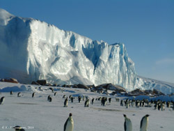 Миллионы лет назад Антарктика была тропическим регионом 