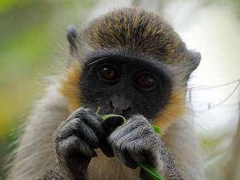   Cercopithecus sabaeus   ucdavis.edu