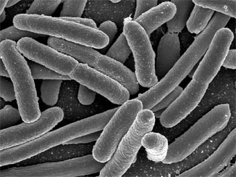  Escherichia coli.    universityofcalifornia.edu