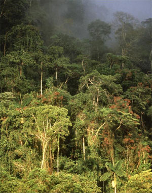 Влажный тропический лес в бассейне Амазонки. 