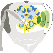   :     1 3    ( LA, ME  LO),     ,  ,     ,   (MB),     ,  (Ca),  ,     ,   (AL)      ( Current Biology).