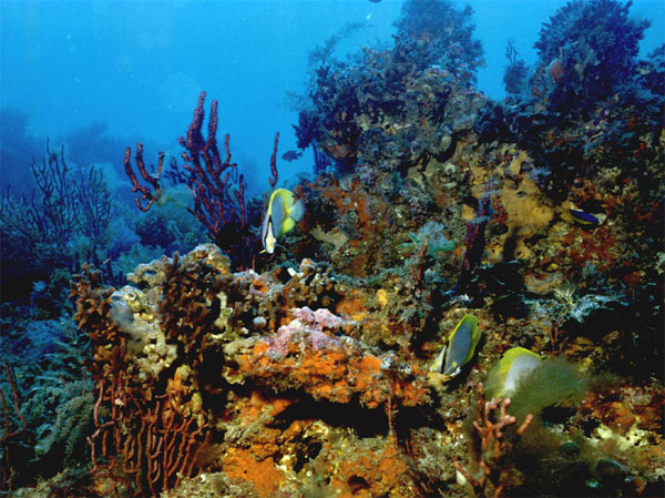 Здоровые коралловые рифы отличаются чрезвычайным разнообразием обитающих здесь животных и растений. 