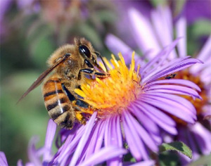 Чтобы находить больше нектара, пчелы должны постоянно учиться и иметь хорошую память. 