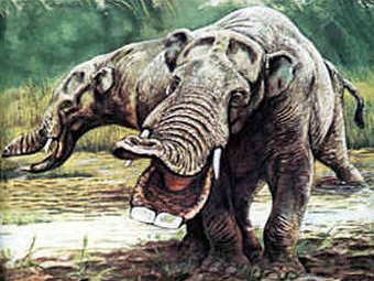 .    fossil-treasures-of-florida.com