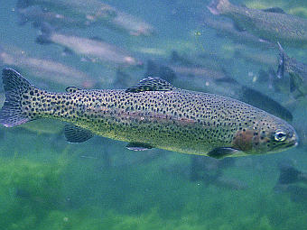   Oncorhynchus mykiss.   Bricktop   wikipedia.ru