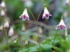   (linnaea borealis)