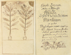 В качестве новогоднего подарка Олафу Цельсию Линней написал эссе «Введение к помолвкам растений»