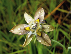  (moraea)