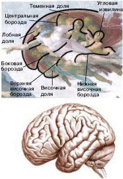 Сравнение фрагмента фрески Сотворение Адама и изображения головного мозга человека