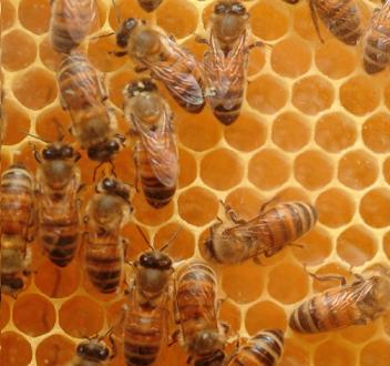 Пчелы. Изображение с сайта: http://bees.com